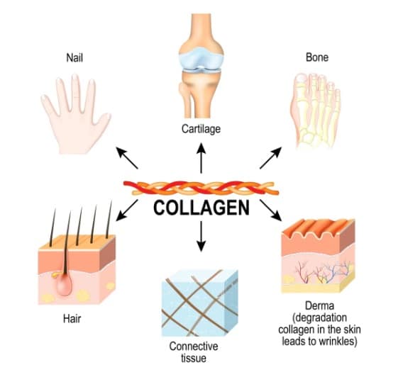 What is Collagen